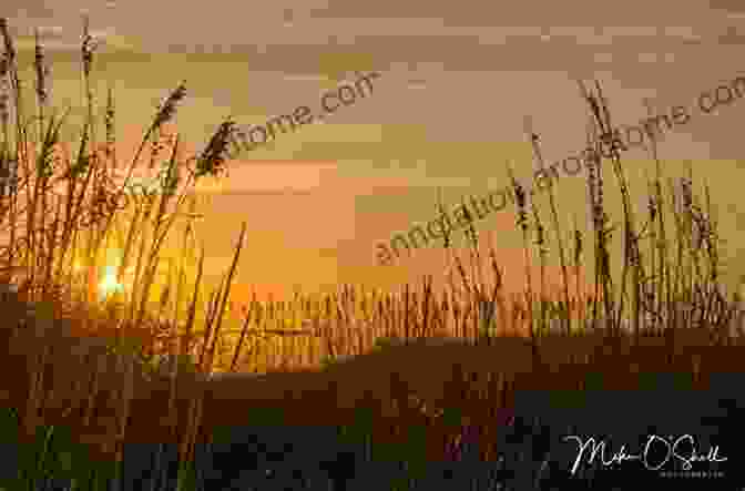 A Breathtaking Sunset Over The Outer Banks, With Silhouettes Of Sea Oats In The Foreground. Chronicles Of The Outer Banks: Fish Tales And Salty Gales (American Chronicles)