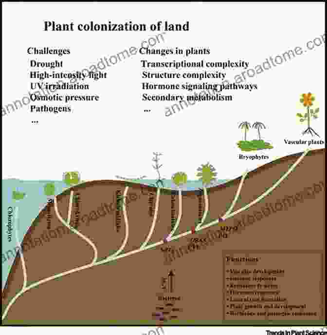 A Captivating Image Showcasing The Colonization Of Land By Plants And Its Profound Effects The Emerald Planet: How Plants Changed Earth S History (Oxford Landmark Science)