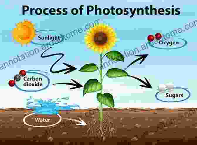 A Colorful Diagram Illustrating The Process Of Photosynthesis And Its Impact On Earth's Atmosphere The Emerald Planet: How Plants Changed Earth S History (Oxford Landmark Science)