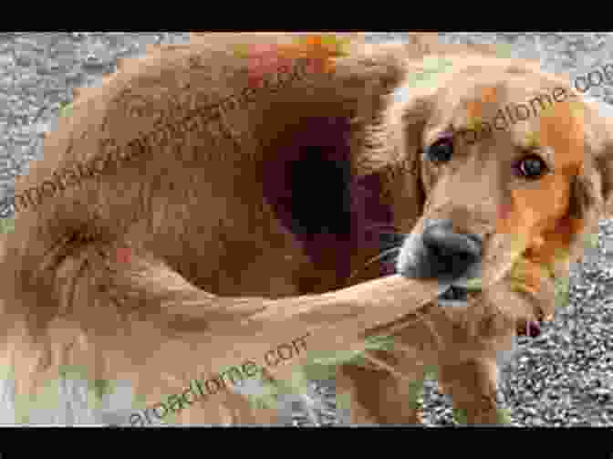 A Golden Retriever Chasing Its Own Tail, Its Tongue Lolling Happily. Picture Of Funny Animals: Colorful For Alzheimer S Patients And Seniors With Dementia (Picture Books)