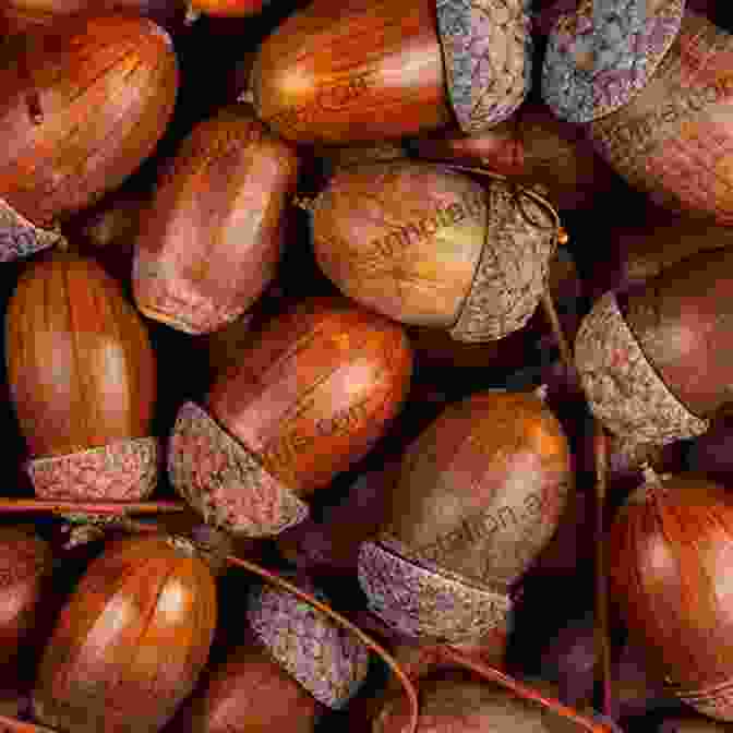 A Is For Acorn: A Tiny Acorn, Nestled Among Vibrant Autumn Leaves, Represents The Letter 'A.' ABCs In Nature (Everyday Alphabet)