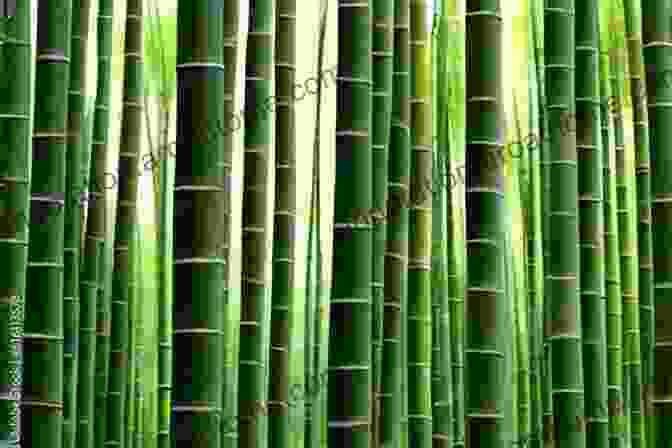 A Lush Bamboo Forest With Towering Stalks Swaying Gently In The Breeze The Ultimate Bamboo Photo Book: A Closer Look To These Fastest Growing Land Plant In The World