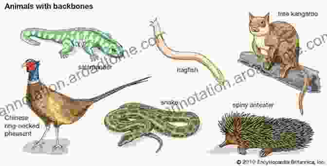 A Mammal, The First Vertebrate To Have Fur Vertebrate Evolution: From Origins To Dinosaurs And Beyond