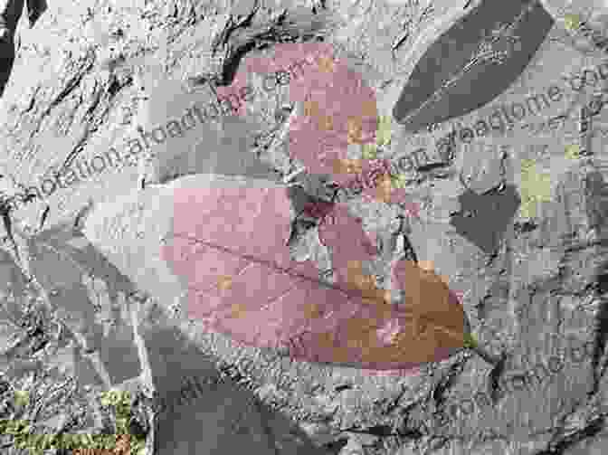 A Photograph Of A Fossil Leaf, Highlighting Its Importance In Understanding Past Environments The Emerald Planet: How Plants Changed Earth S History (Oxford Landmark Science)