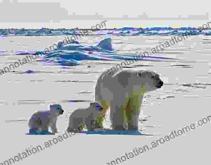 A Powerful Polar Bear Roaming Across The Icy Expanse The Very Very Far North