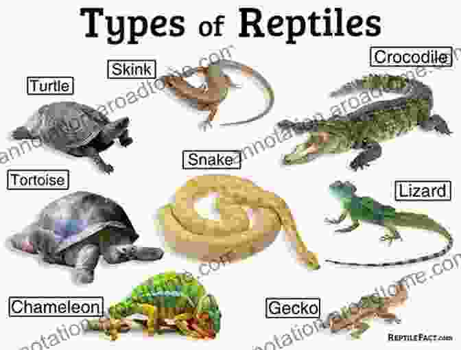 A Reptile, The First Vertebrate To Have A Fully Terrestrial Lifestyle Vertebrate Evolution: From Origins To Dinosaurs And Beyond