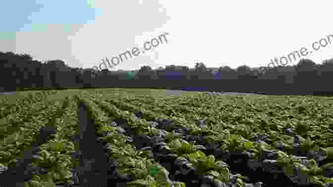 A Vast Field Of Burley Tobacco Plants In East Tennessee A History Of Burley Tobacco In East Tennessee Western North Carolina