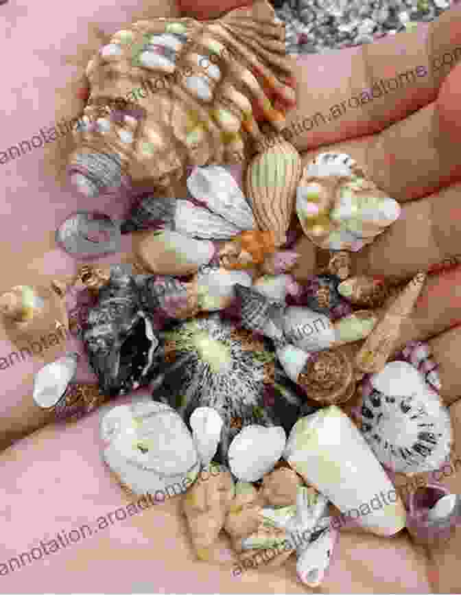 A Vibrant Array Of Seashells Collected From A Sandy Beach. A Grain Of Sand: Nature S Secret Wonder