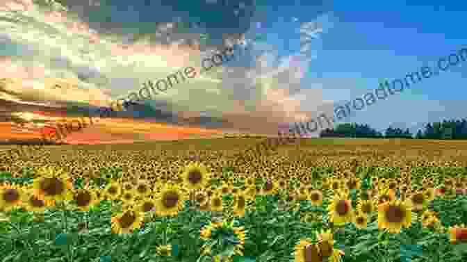 A Vibrant Sunset Over A Field Of Sunflowers, Casting A Golden Glow On The Vibrant Petals And Illuminating The Surrounding Landscape The Picture Of Sunstes: Beautiful Photography For Seniors And Alzheimer S Patients With Dementia Or Children A Perfect Gift Idea For The Real Fans Of Sunset Amazing Full Color Photo