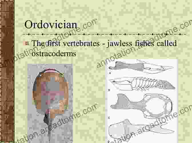 An Ostracoderm, One Of The First Vertebrates Vertebrate Evolution: From Origins To Dinosaurs And Beyond