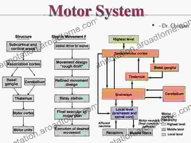 An Overview Of The Hierarchical Organization Of The Motor Control System Biomechanics And Motor Control Of Human Movement