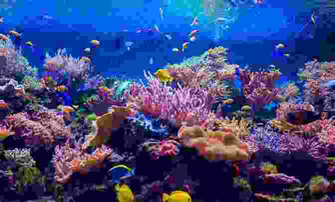 An Underwater Scene With Colorful Coral Reefs And Diverse Marine Life Life On Earth David Attenborough