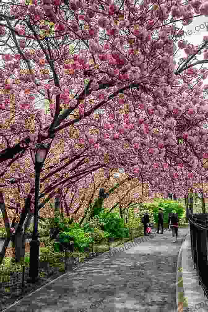 Cherry Blossoms In Central Park, NYC NYC In Four Seasons David Arcos