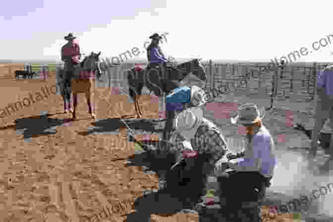 Cowboys Branding Cattle On The SMS Ranch The SMS Ranch (Images Of America)