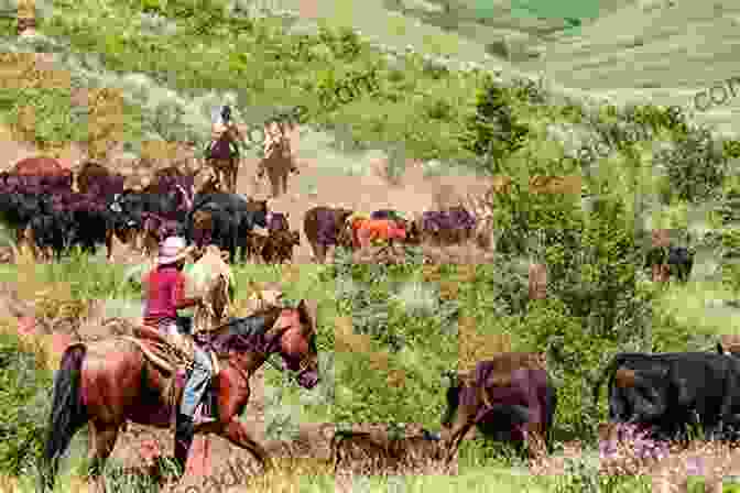 Cowboys Rounding Up Cattle On The SMS Ranch The SMS Ranch (Images Of America)