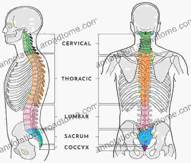 Diagram Of Spine Anatomy And Surgical Approaches Spine Surgery Basics Danielle Dixon