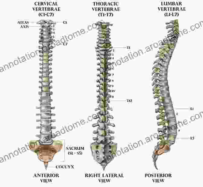 Diagram Of The Human Spine Showing The Vertebrae And Intervertebral Discs To Fuse Or Not To Fuse: How Artificial Disc Replacement Hybrid Fusion And Fusion Alternatives Are Changing The World Of Spinal Fusion