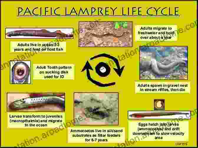 Eels Pacific Lamprey Life Cycle Eels (Pacific Lamprey) In The Pacific Northwest (Windriver 9)