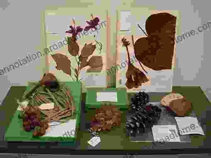 Herbarium Display Showcasing A Diverse Collection Of Preserved Plant Specimens Garden Cities (Shire Library 782)