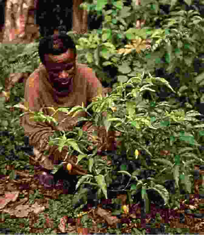 Iboga Plant Blooming In The Rainforest Iboga The Root Of All Healing