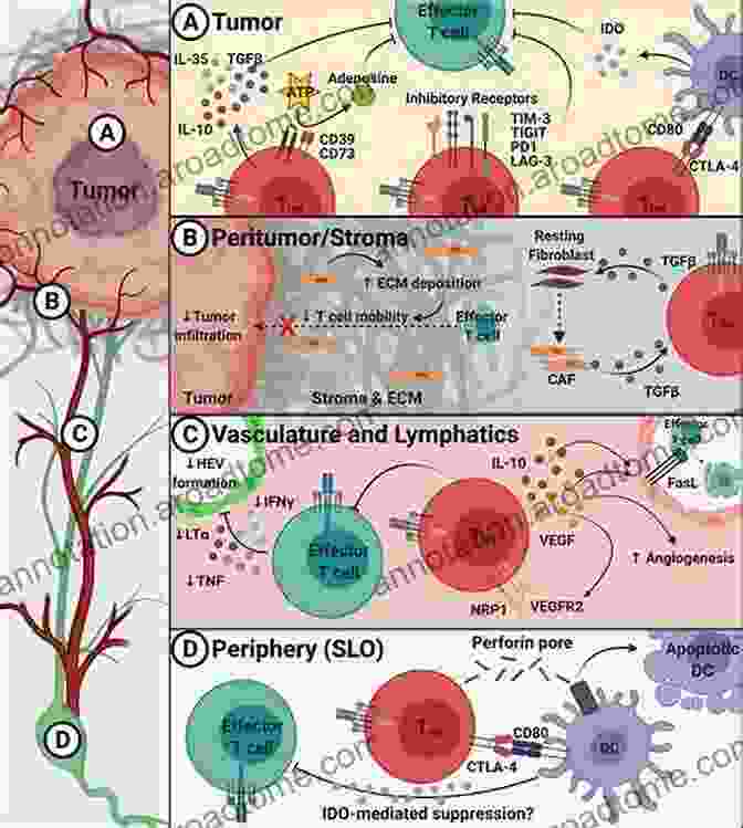 Immunodeficiencies: A Compromised Immune Barrier Immunity And Infection Zevedei Barbu