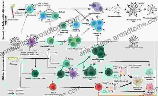 Innate Immunity: A Swift And Non Specific Response To Infection Immunity And Infection Zevedei Barbu