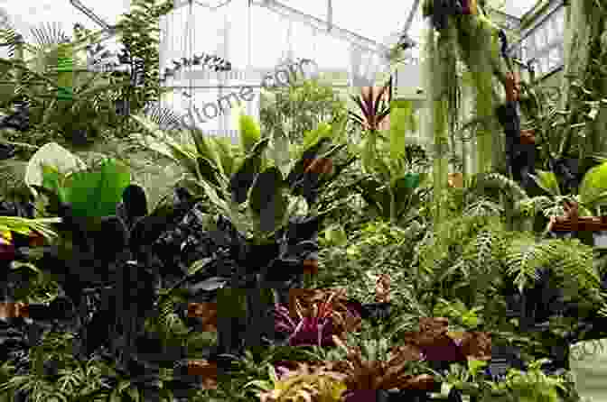 Interior Of The Tropical Greenhouse, A Lush Rainforest Like Environment Garfield Park Conservatory Daniel Thomas MacInnes