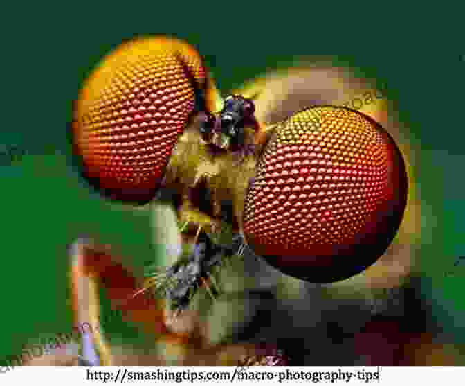 Macro Image Of A Delicate Insect Adorned With Intricate Patterns British Wild Flowers: A Photographic Guide To Every Common Species (Collins Complete Guide)