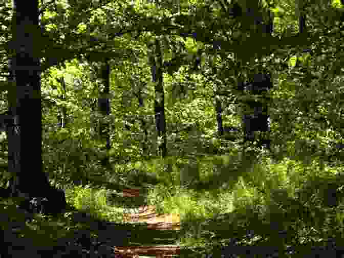 Mason Exploring A Lush Forest, Marveling At The Wonders Of Nature What A Mason Should Know