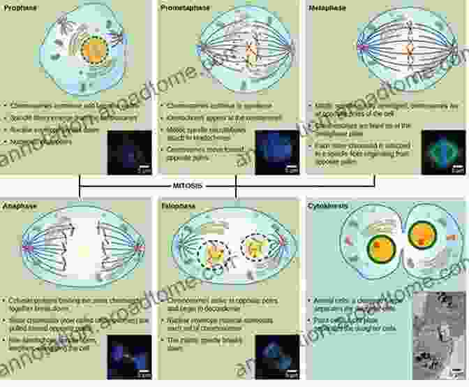 Microscopic View Of Cellular Processes Related To Longevity. Sensible Keto: Make The Foods You Love Part Of Your Forever Life