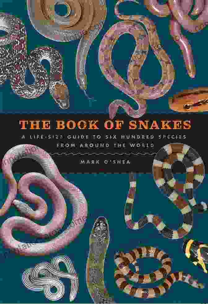 My Teacher Is Snake The Letter Book Cover My Teacher Is A Snake The Letter T