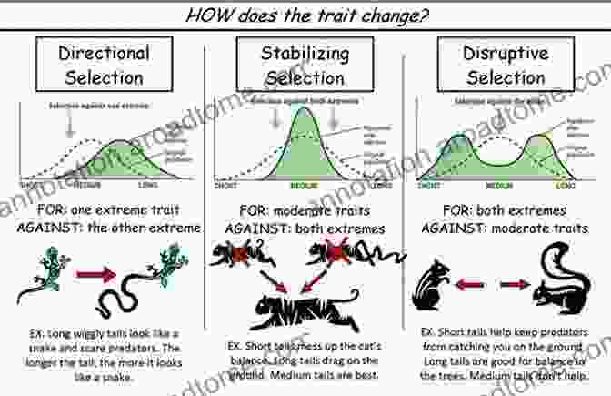 Natural Selection Shaping The Future Of Evolution The Next Species: The Future Of Evolution In The Aftermath Of Man