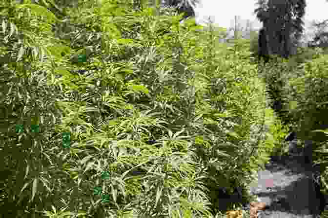 Secure And Legal Medical Marijuana Cultivation For Abundant Harvests Growing Medical Marijuana: Securely And Legally