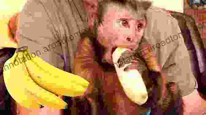 The Monkey Protagonist Reunites With His Family And Friends, Sharing His Banana In A Joyful Celebration Je Veux Ma Banane I Want My Banana (I CAN READ FRENCH)