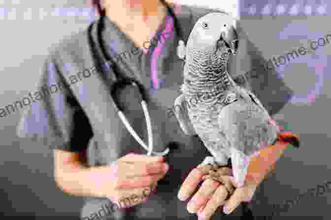 Veterinarian Examining An Exotic Bird Advances In Small Animal Care 2024 E