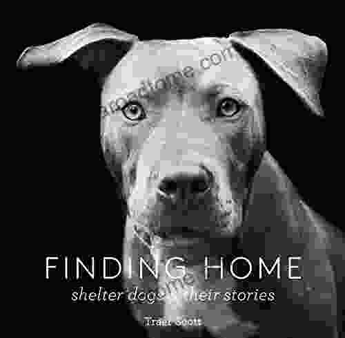 Finding Home: Shelter Dogs And Their Stories